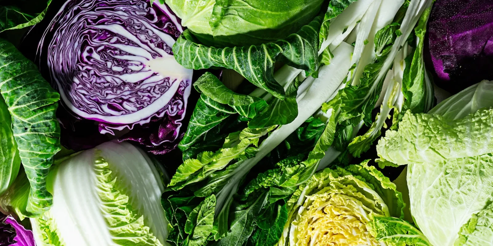 Cabbage season produces these colourful varieties